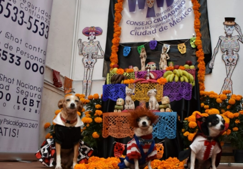 CONCURSO DE DISFRACES PERRORÍFICOS